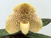 Paphiopedilum wellesleyanum 